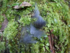 コケの上に落ちていたアマミノクロウサギの毛