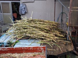 刈り入れたサトウキビ