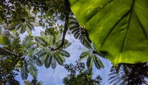 クワズイモの葉陰からヒカゲヘゴと青空