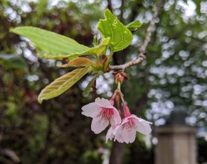 奄美桜