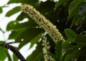 モダマの花