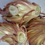 花茎と花を切断した状態