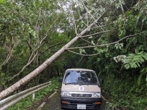 金作原原生林への林道