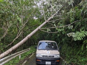 金作原原生林への林道