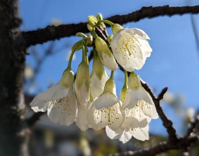 白花のヒカンザクラ（緋寒桜、名前の通り、本来は緋色）