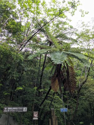 湯湾岳９合目への林道の入口
ボードウォークの案内板