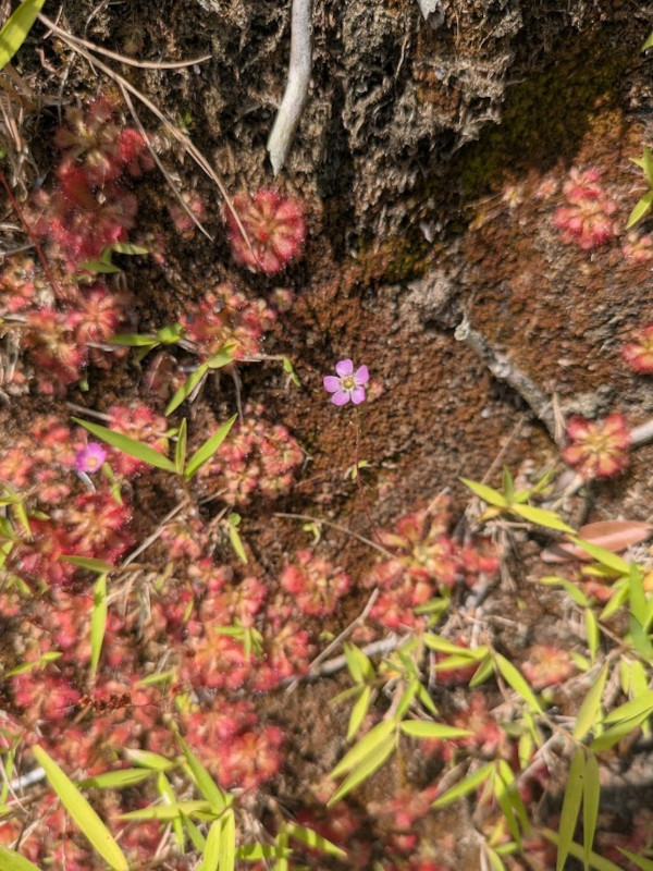 コモウセンゴケの花