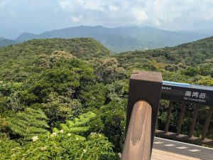 湯湾岳山頂、イジュが咲き始めてます。