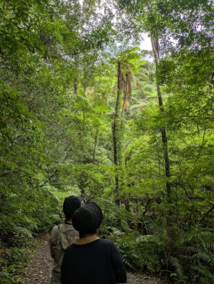 散策コースの折り返し地点
メインのヒカゲヘゴ
利用ルールのルートの約1.6Km地点