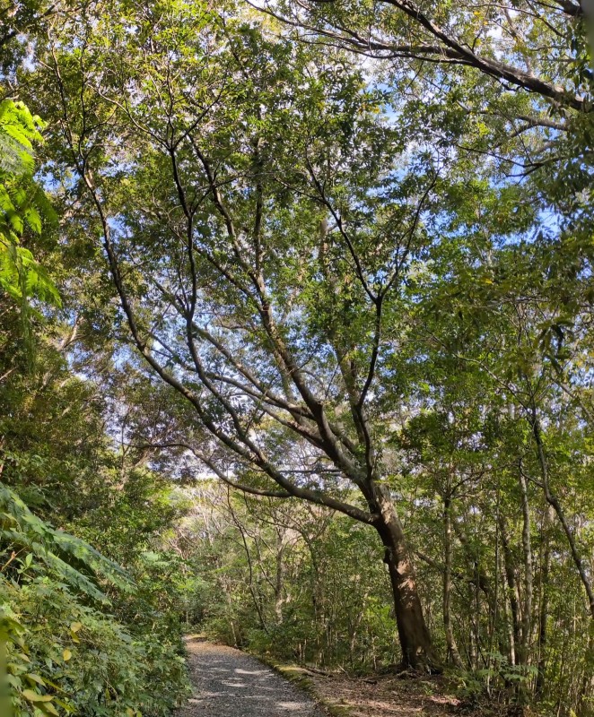 オキナワウラジロガシ