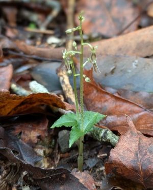 ヒメフタバラン