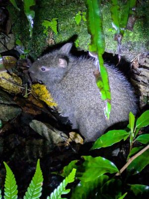 アマミノクロウサギの幼獣