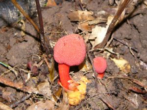 湯湾岳山頂だけに咲くユワンツチトリモチの花(12月~1月) ユワンツチトリモチ