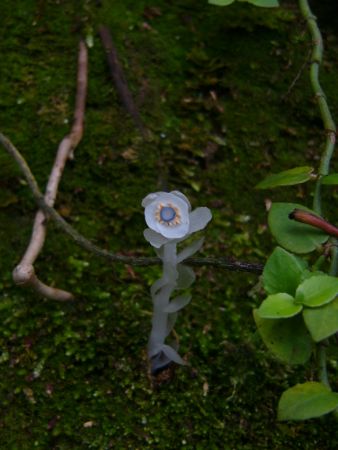 ギンリョウソウ(2007年)