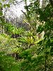 　道端から谷あいを覗き込むと、朽ちかけた大木の枝の間に オオタニワタリの群落。<br>　自然の植木鉢のよう。<br>　こんな空中でも生きていけるぐらい、森が水を蓄えてくれているのでしょう。
