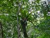 　このオオタニワタリもヒカゲヘゴの幹にしっかりと抱きついています。<br>　高さ７ｍぐらいの場所でしょうか。<br>　このあたりの枝ではリュウキュウズアカアオバトをよく見かけます。 