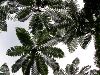 　クワズイモの場所から真上を見上げると空に大きく広がるヒカゲヘゴの葉。<br>　葉っぱが微妙なグラデーションを作り出しています。 