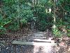 　ちょっと急な階段ですが、オキナワウラジロガシの巨木を見上げることができる場所へ続く階段です。<br>　足許に注意して行ってみます。 